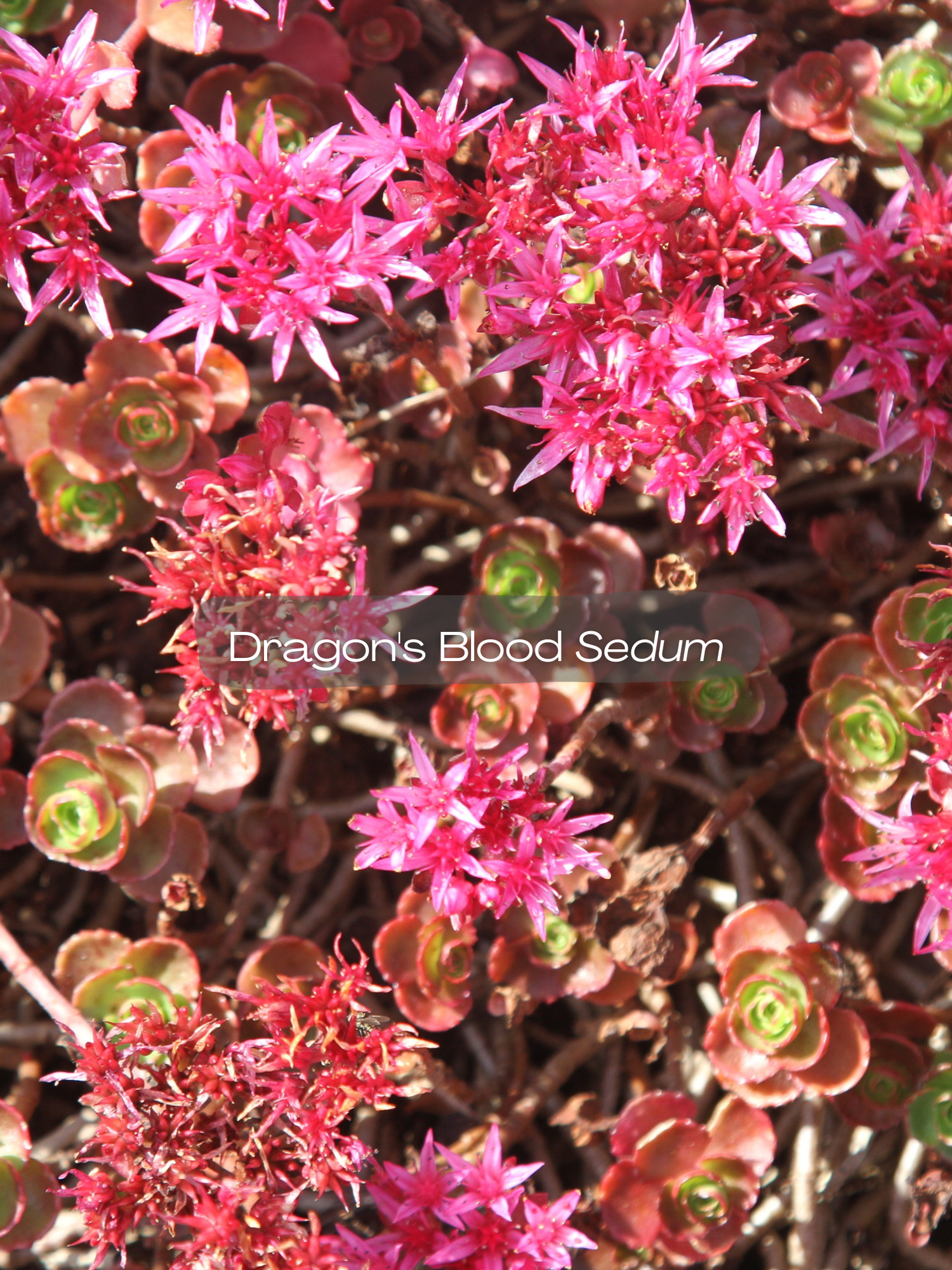 Sedum — Corn Hill Nursery